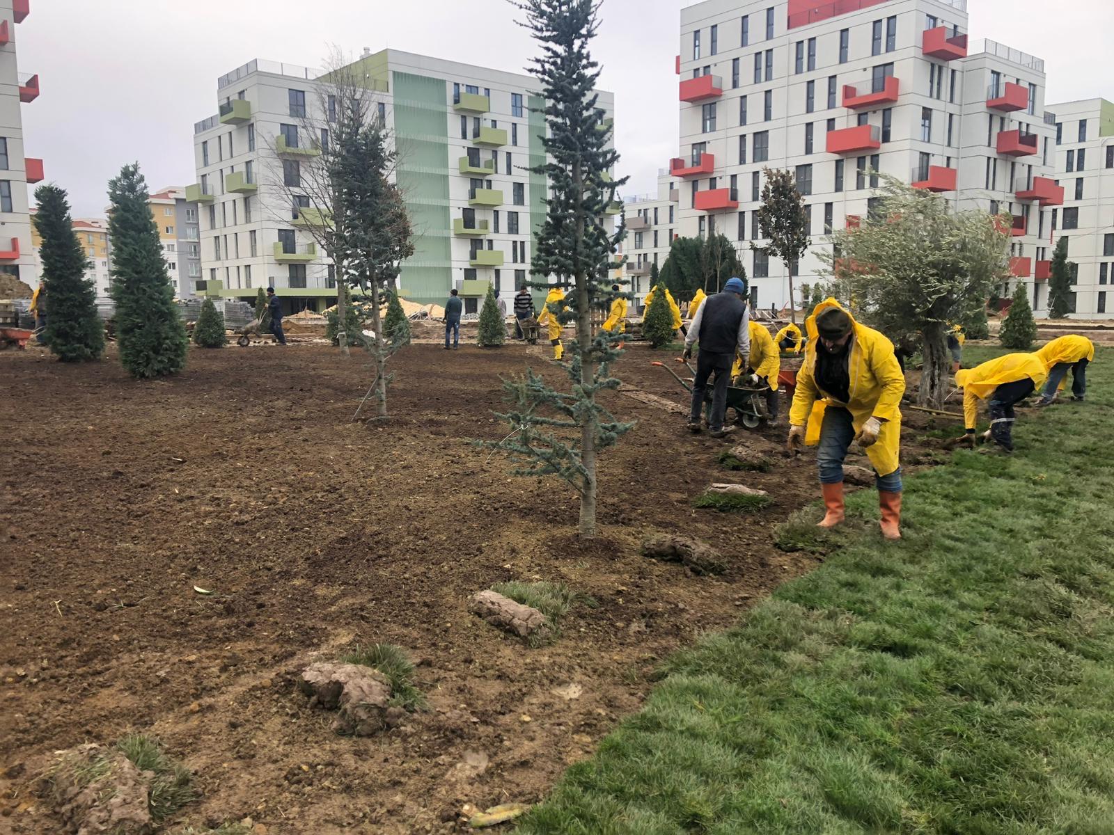 Tohumla Çimlendirme